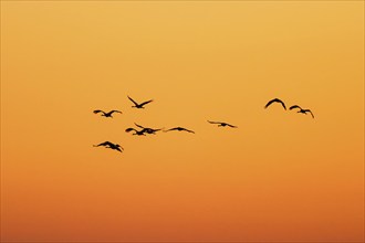 Crane flying in silhouette against the sunset sky