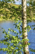 Birch tree trunk with leaves on the branches