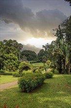 Landscape with flowers and old trees on a rainy day. Peradeniya Royal Botanical Gardens, Kandy, Sri