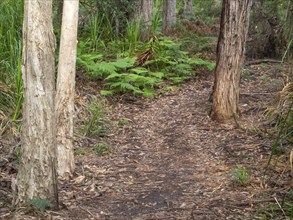 Walking track at Refuge Cove, Wilsons Promontory, Victoria, Australia, Oceania