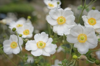 Blooming autumn anemone, city park, park, Kocher valley, Kocher, Schwäbisch Hall, Hohenlohe,