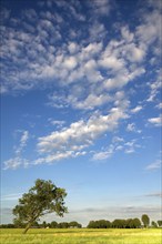 Tree in a pasture near the Dutch village Wijngaarden with a cloudy sky in the background