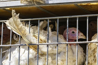 Close up on white turkey in cages in the transport truck, the bad conditions and inhumane livestock