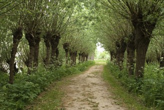 Rows of willow trees along a path in the Dutch nature reserve Hollandse Biesbosch near Werkendam