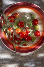 Fresh tomato cherry Bunch of Italian Tuscan cultivation area