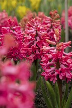 First spring flowers Large flower bed with multi-colored hyacinths, traditional easter flowers