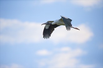 Forest stork (Mycteria americana) Pantanal Brazil