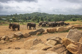 Dry subtropical landscape on an island. A family of elephants at the edge of the forest at sunset.