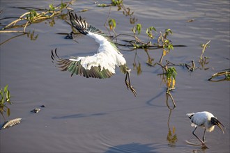 Forest stork (Mycteria americana) Pantanal Brazil