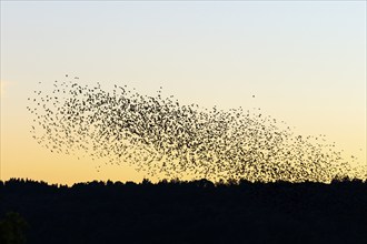 Sunset with a large flock of Jackdaws flying