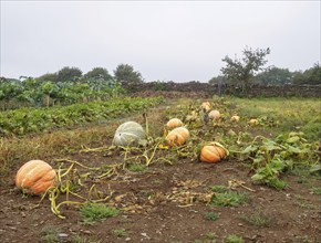 Ripe pumpkins in a veggie patch ready to be harvested, Furela, Galicia, Spain, Europe