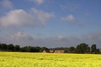 View over a field with rapeseed towards a small village in the Dutch province Noord-Brabant