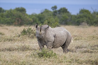 Southern white rhinoceros (Ceratotherium simum simum) in Ol Pejeta Conservancy, Kenya, Africa