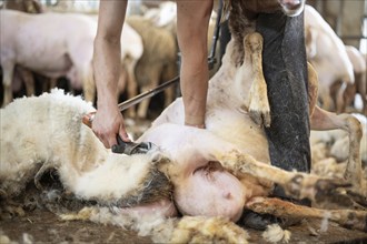 Sheep wool shearing by farmer. Shearing the wool from sheep