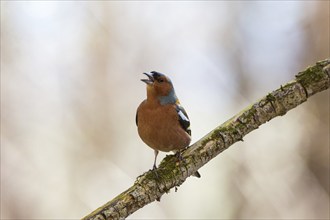 Chaffinch singing from a branch