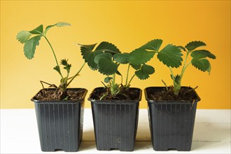 Strawberry seedlings in black glasses on the table on a yellow background and a rake with a shovel.