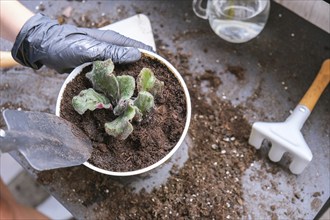 Woman gardener hands transplantion violet in a pot. Concept of home gardening and planting flowers