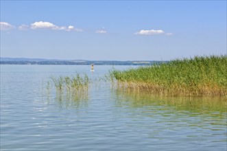 Lone surfer and reed on Lake Balaton at Szabadisosto, Hungary, Europe