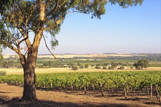 Rows of grapevines in the Barossa Valley, SA, Australia, Oceania