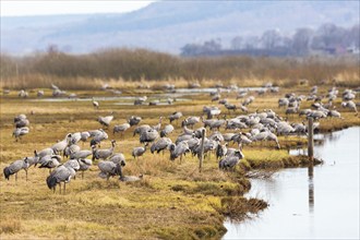 Flock of Cranes on a meadow at the waters edge