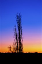 Beautiful sunrise with a leafless tree in silhouette