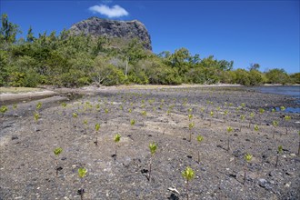 Young mangroves (Rhizophora), planting, coastal protection, Le Morne Brabant, Indian Ocean, island,