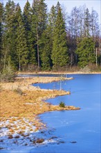 Bog at a frozen lake in winter