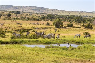 Waterhole on the savannah with Zebras and cranes