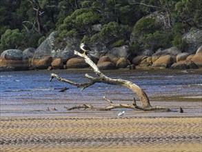 Pacific gull on a dead branch at the Sealers Cove beach, Wilsons Promontory, Victoria, Australia,