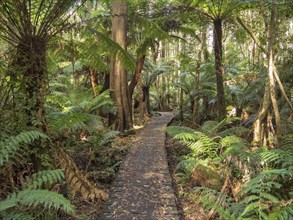 The Telegraph Saddle to Sealers Cove track is very popular among day walkers and overnight campers