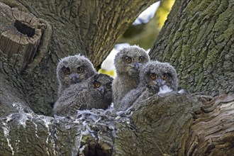 Eurasian eagle-owl (Bubo bubo), European eagle-owl four chicks inside nest in oak tree in forest in