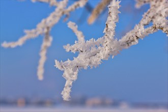 Icy branches on the banks of the Elbe in Dresden