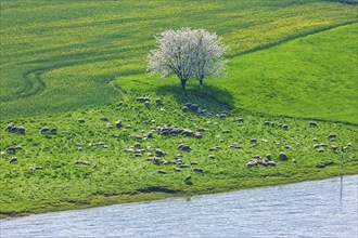 Spring in a carp tavern near Meissen