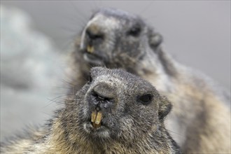 Close-up of Alpine marmot (Marmota marmota) couple showing large sharp incisors, front teeth