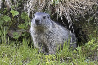 Young Alpine marmot (Marmota marmota) emerging from entrance of burrow in summer in the Alps