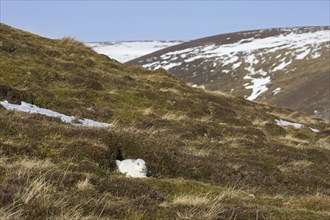 Mountain hare (Lepus timidus), Alpine hare, snow hare in white winter pelage resting in the