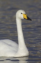 Close up portrait of whooper swan (Cygnus cygnus) swimming in winter