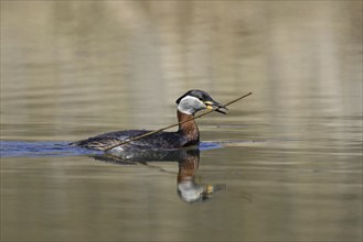 Red-necked grebe (Podiceps grisegena) (Podiceps griseigena) swimming with twig in beak for nest