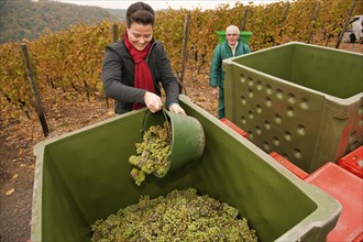 Grape grape harvest in the vineyard, Rote Presse