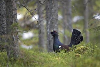 Western Capercaillie (Tetrao urogallus), Wood Grouse, Heather Cock calling during courtship display