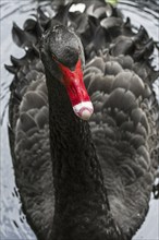 Black swan (Cygnus atratus) (Anas atrata) swimming in pond, large waterbird native to Australia