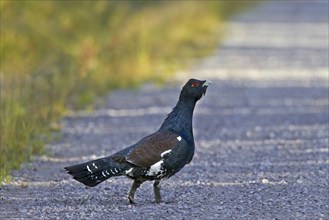 Western Capercaillie (Tetrao urogallus), Wood Grouse, Heather Cock crossing road in forest