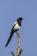 Eurasian magpie (Pica pica), common magpie perched in tree against blue sky