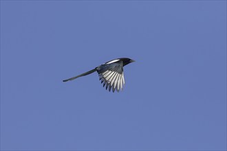 Eurasian magpie (Pica pica), common magpie in flight against blue sky