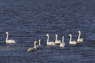 Whooper Swans (Cygnus cygnus) flock swimming in lake in winter