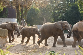 Dresden Zoo, Elephants