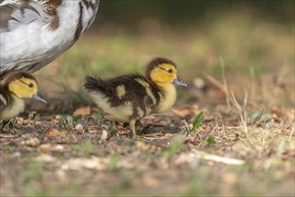 Female Muscovy Duck (Cairina moschata) with her chicks. Bas-Rhin, Collectivite europeenne d'Alsace,