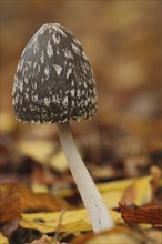 Coprinopsis picacea (Coprinus picaceus), autumn colouring, autumn leaves, magpie tintling,