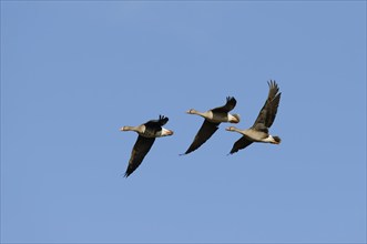 Greater white-fronted geese (Anser albifrons), North Rhine-Westphalia, Germany, Europe