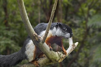 Prevost's squirrel, Asian tri-colored squirrel (Callosciurus prevostii) in tropical rain forest,